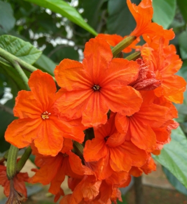 CORDIA SEBESTINA