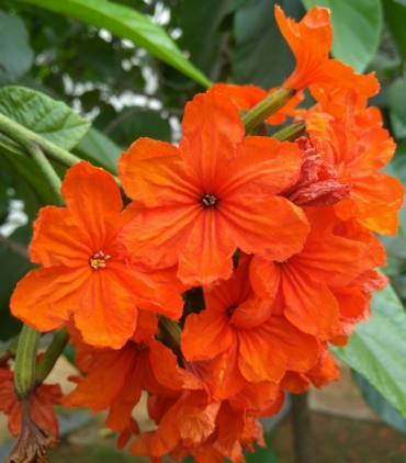 CORDIA SEBESTINA