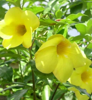 Allamanda cathartica
