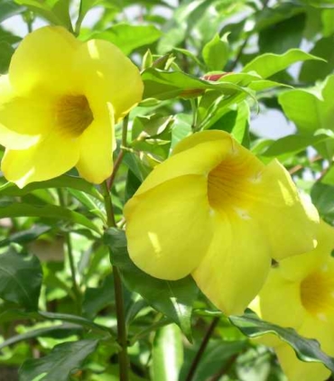 Allamanda cathartica