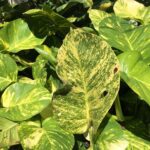 Epipremnum aureum yellow
