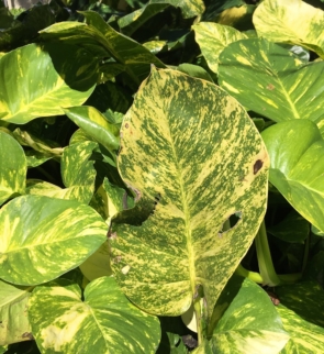 Epipremnum aureum yellow