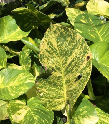 Epipremnum aureum yellow