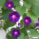 Ipomoea tricolor