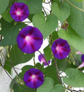 Ipomoea tricolor