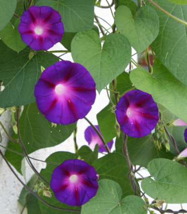 Ipomoea tricolor