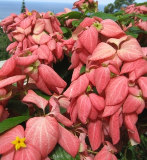 Mussaenda acuminta