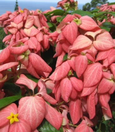 Mussaenda acuminta