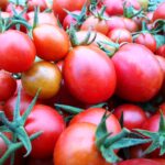 Solanum lycopesicum