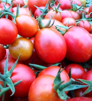Solanum lycopesicum