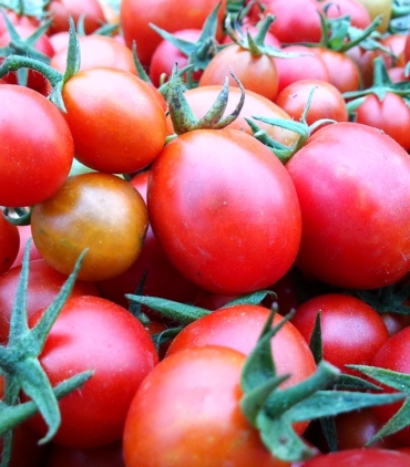 Solanum lycopesicum