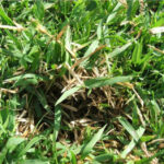 Zoysia-grass-Zoysia-japonica-Notes-Warm-season-turfgrass-Generally-high-thatch