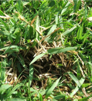Zoysia-grass-Zoysia-japonica-Notes-Warm-season-turfgrass-Generally-high-thatch