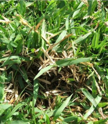 Zoysia-grass-Zoysia-japonica-Notes-Warm-season-turfgrass-Generally-high-thatch