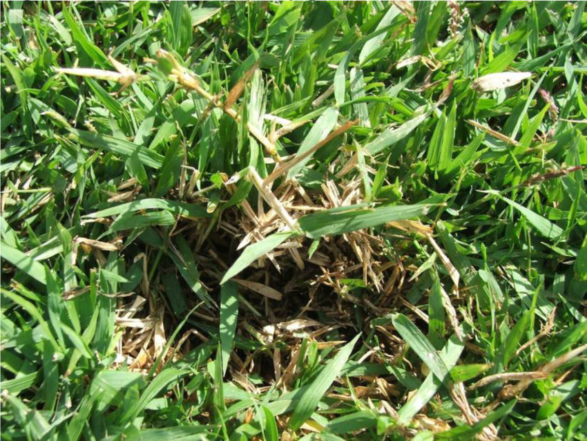Zoysia-grass-Zoysia-japonica-Notes-Warm-season-turfgrass-Generally-high-thatch