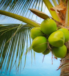 cCoconut