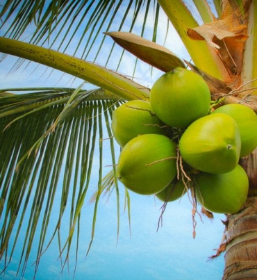 cCoconut