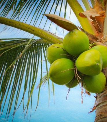 cCoconut