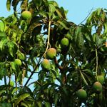 mango-tree-321075__480