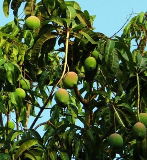 mango-tree-321075__480