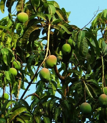 mango-tree-321075__480