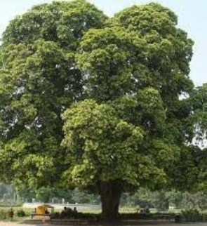 ALSTONIA-SCHOLARIS-trees