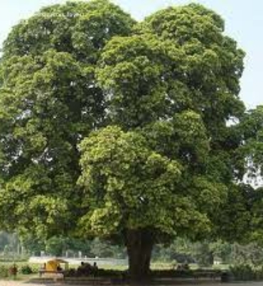 ALSTONIA-SCHOLARIS-trees