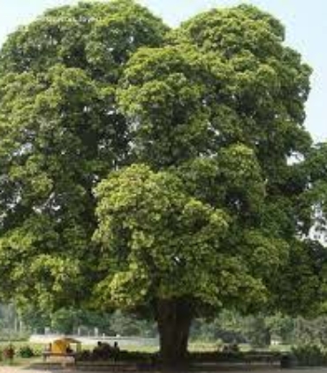 ALSTONIA-SCHOLARIS-trees