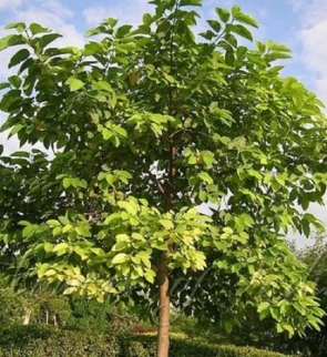 ANTHOCEPHALUS-CADAMBA-trees