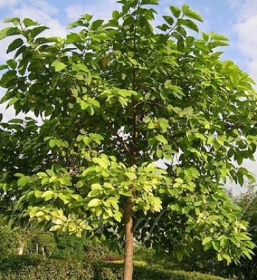 ANTHOCEPHALUS-CADAMBA-trees