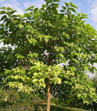 ANTHOCEPHALUS-CADAMBA-trees