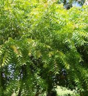 AZADIRACHTA-INDICA-trees