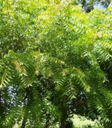 AZADIRACHTA-INDICA-trees