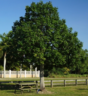 BAHUNIA-TOMENTOSA-trees