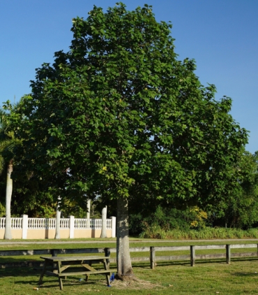 BAHUNIA-TOMENTOSA-trees