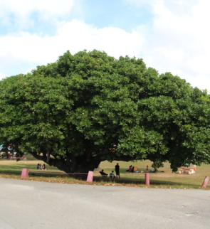 CALOPHYLLUM-INOPHYLLUM-trees
