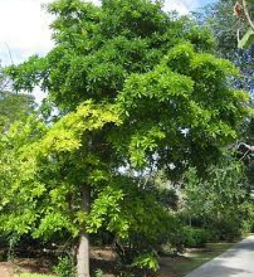 COUROUPITA-GUIANENSIS-trees