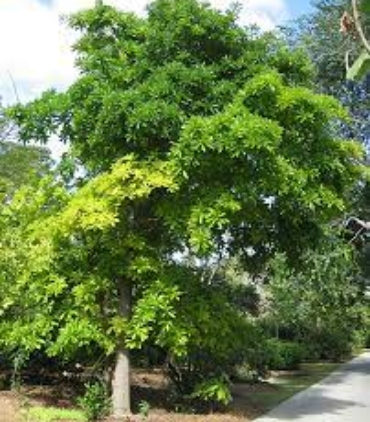 COUROUPITA-GUIANENSIS-trees