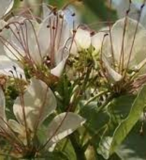 CRATEVA-NURVALA-trees