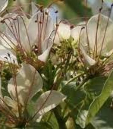 CRATEVA-NURVALA-trees