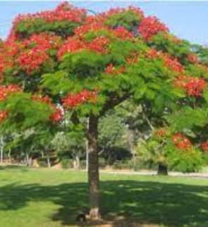 DELONIX-REGIA-trees