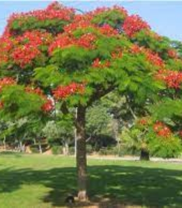 DELONIX-REGIA-trees