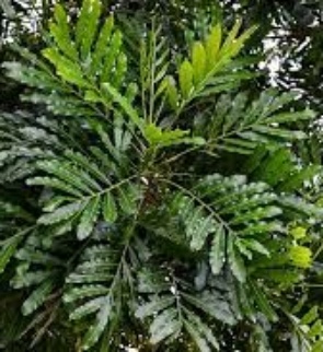 FILICIUM-DECIPIENS-trees