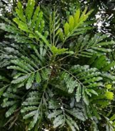 FILICIUM-DECIPIENS-trees