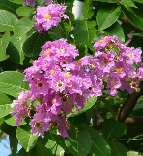 Lagestomia-speciosa-flower