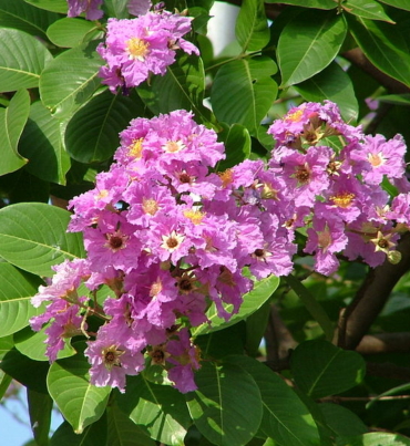 Lagestomia-speciosa-flower