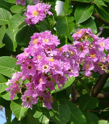 Lagestomia-speciosa-flower