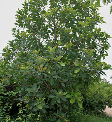MADHUKA-LONGIFOLIA-trees