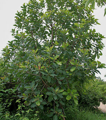 MADHUKA-LONGIFOLIA-trees