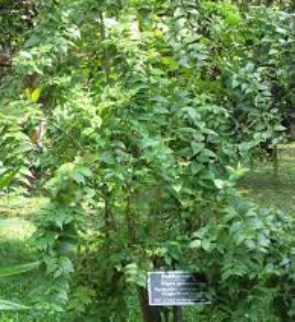 NYCTANTHES-ABORTRISTIS-trees